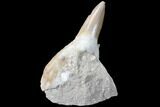 Otodus Shark Tooth Fossil In Rock - Eocene #87013-1